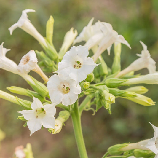 Tobacco Flower Absolute Oil