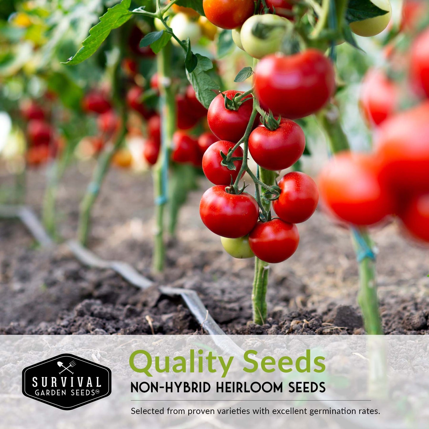10 Tomato Seed Collection - A Rainbow of Heirloom Tomato Varieties