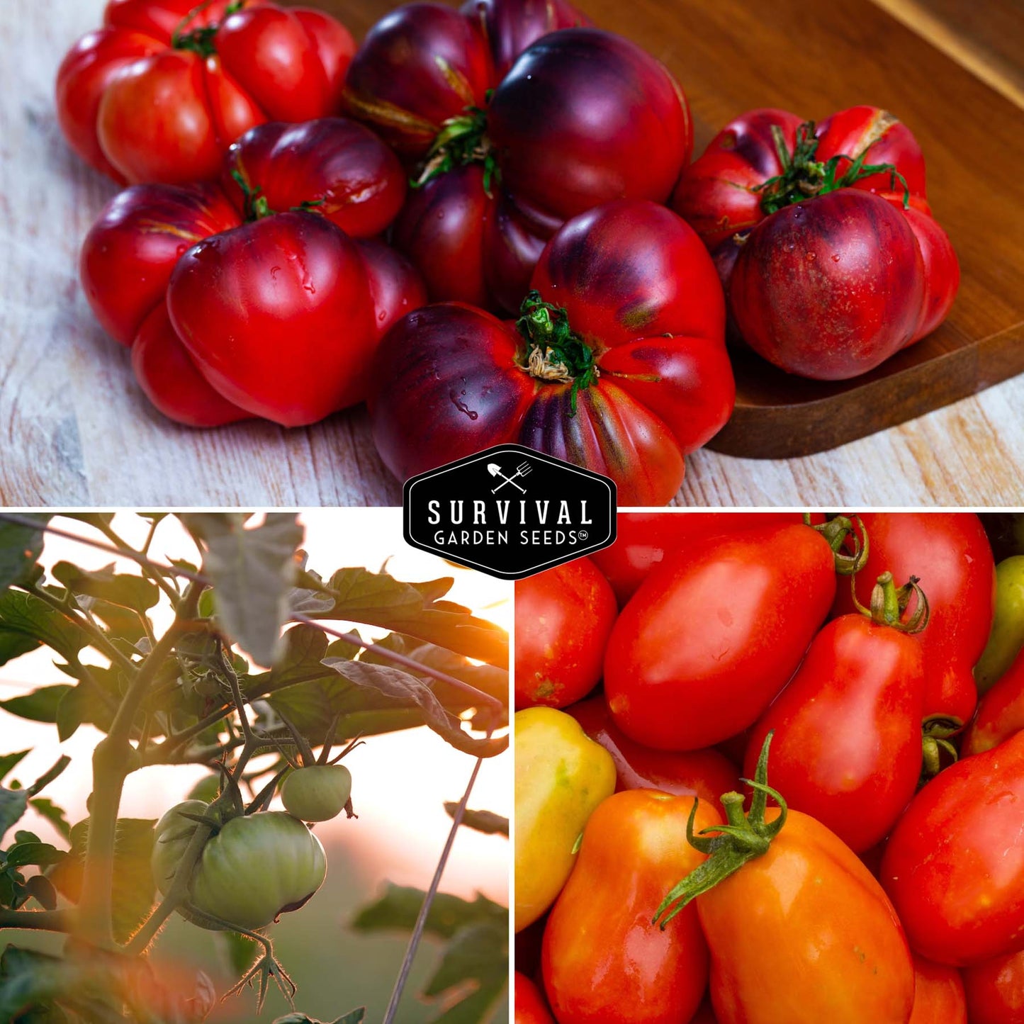 10 Tomato Seed Collection - A Rainbow of Heirloom Tomato Varieties