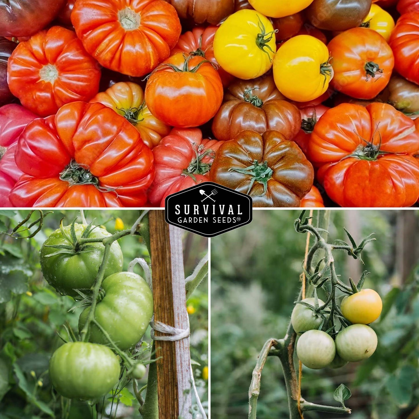 Colorful Tomato Collection - Black Krim, Great White, Aunt Ruby’s German Green, Hillbilly & Cherokee Purple