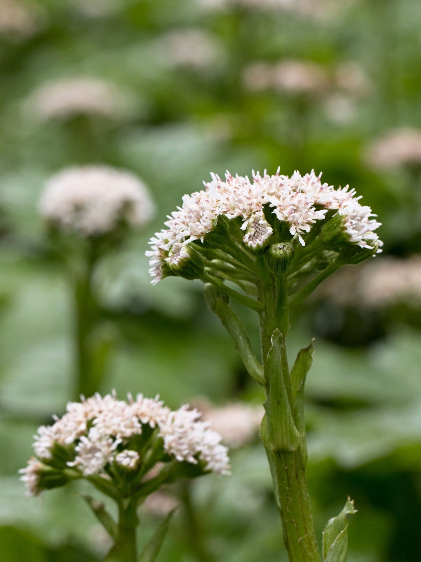 100 ARCTIC SWEET COLTSFOOT Petasites Frigidus Sun Shade Moist White Pink Flower Herb Seeds