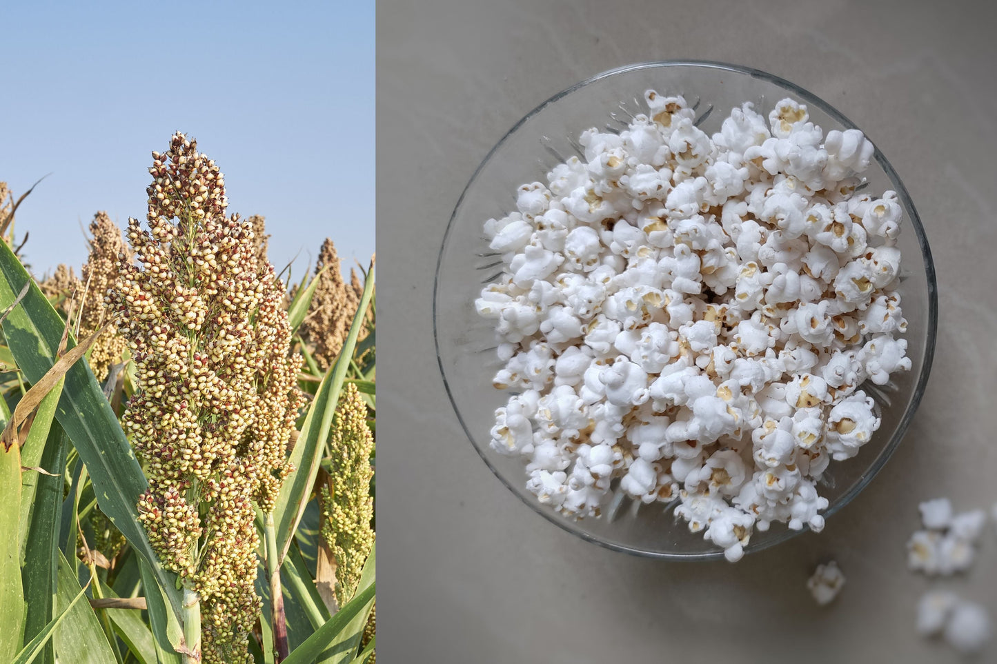 75 WHITE POPPING SORGHUM Bicolor Snack Vegetable Flour Grain Seeds