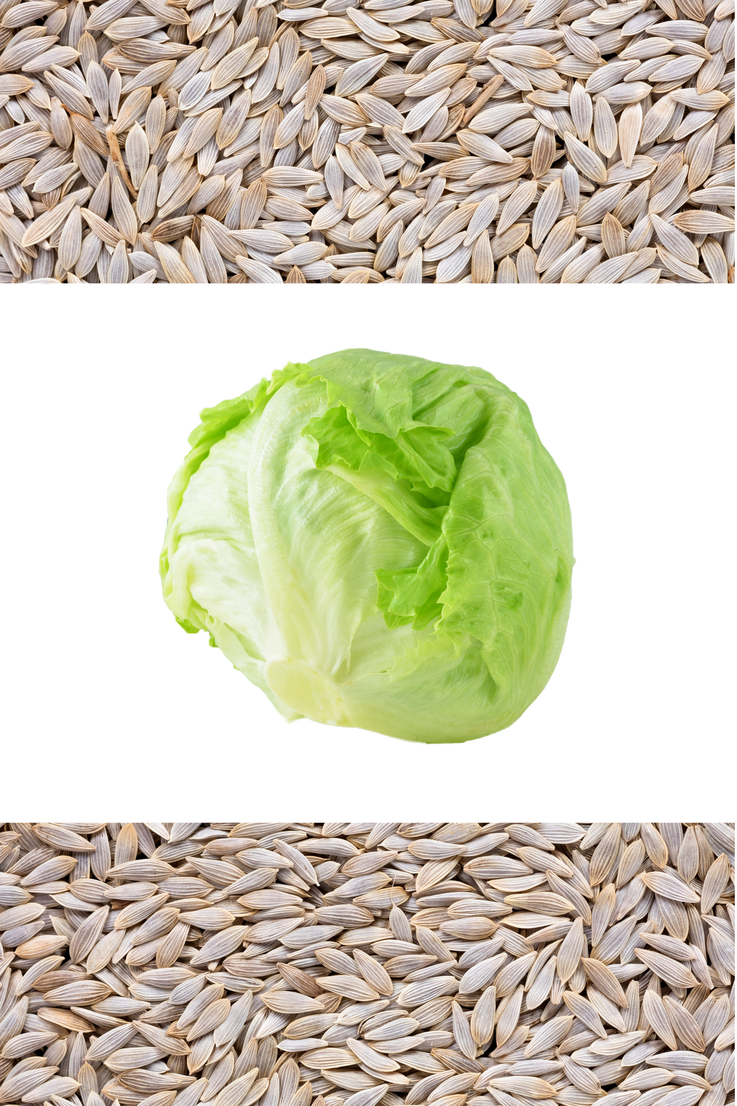 3000 ICEBERG HEAD LETTUCE Lactuca Sativa Vegetable Seeds