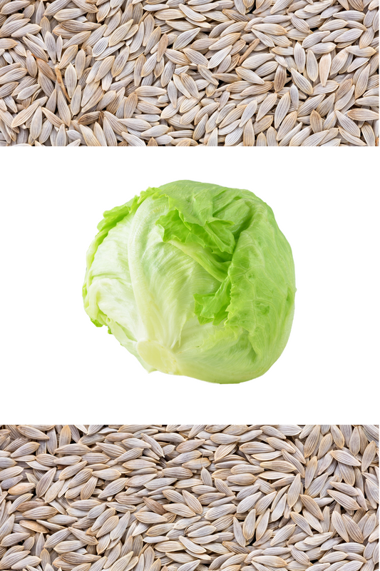 3000 ICEBERG HEAD LETTUCE Lactuca Sativa Vegetable Seeds