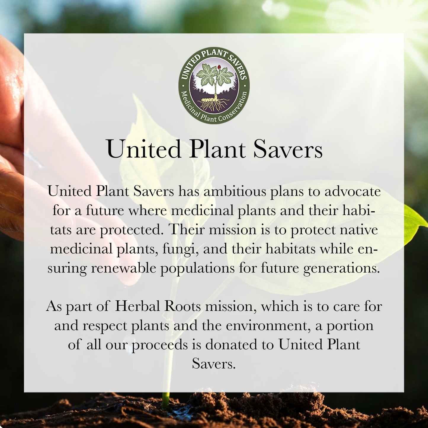 Organic Ceylon Cinnamon