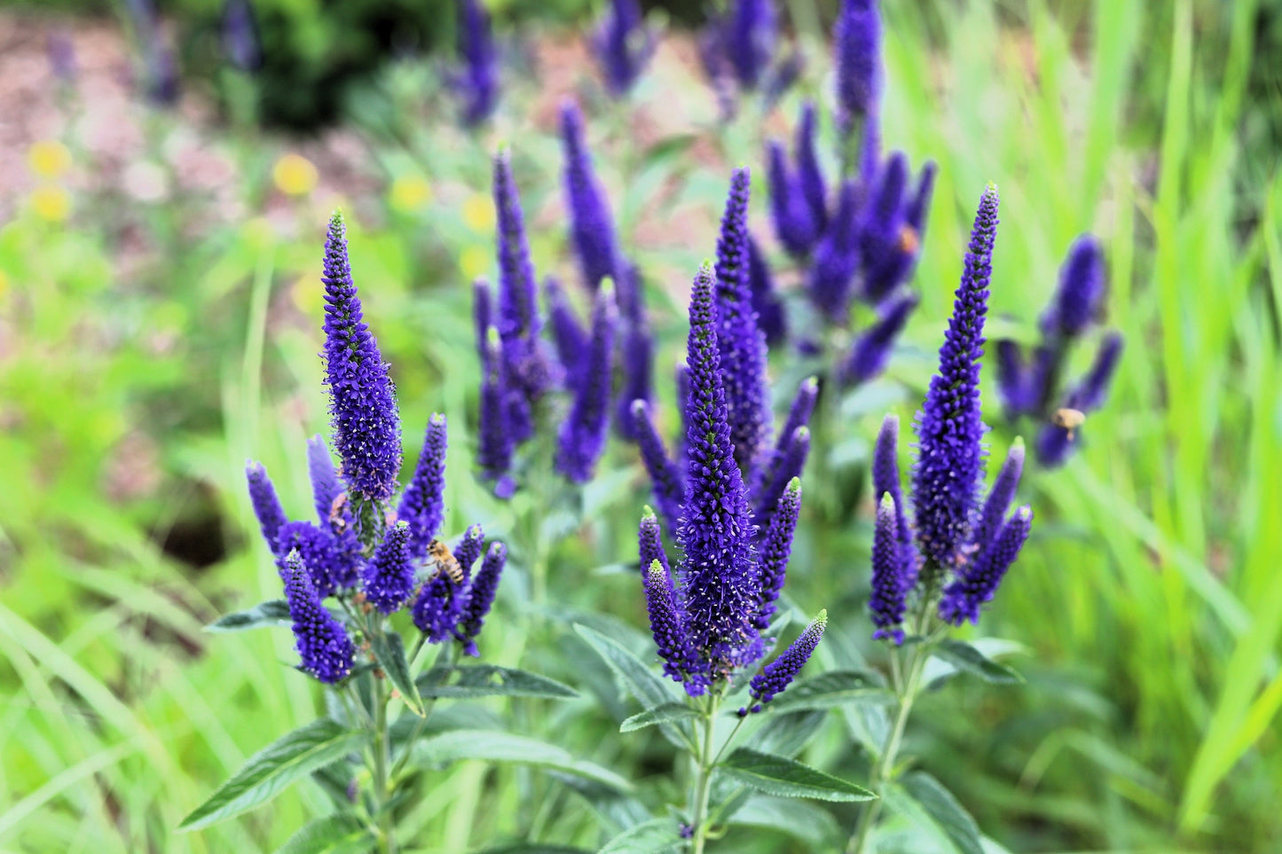 200 BLUE BOUQUET VERONICA Spicata Spike Speedwell Herb Flower Seeds