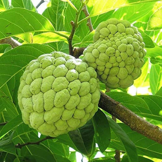 Annona Squamosa Tropical Fruit Tree - 50 Seeds - Sugar Apple, Sweetsop