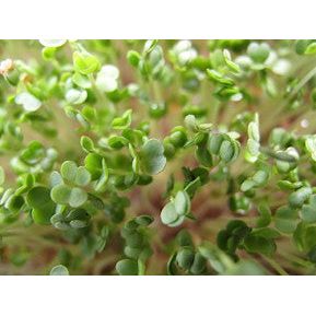 Arugula for Microgreens