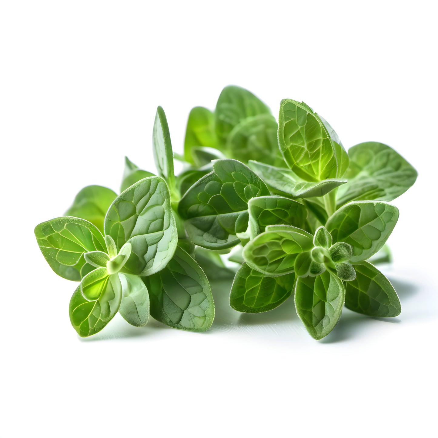 Oregano Essential Oil - Organic