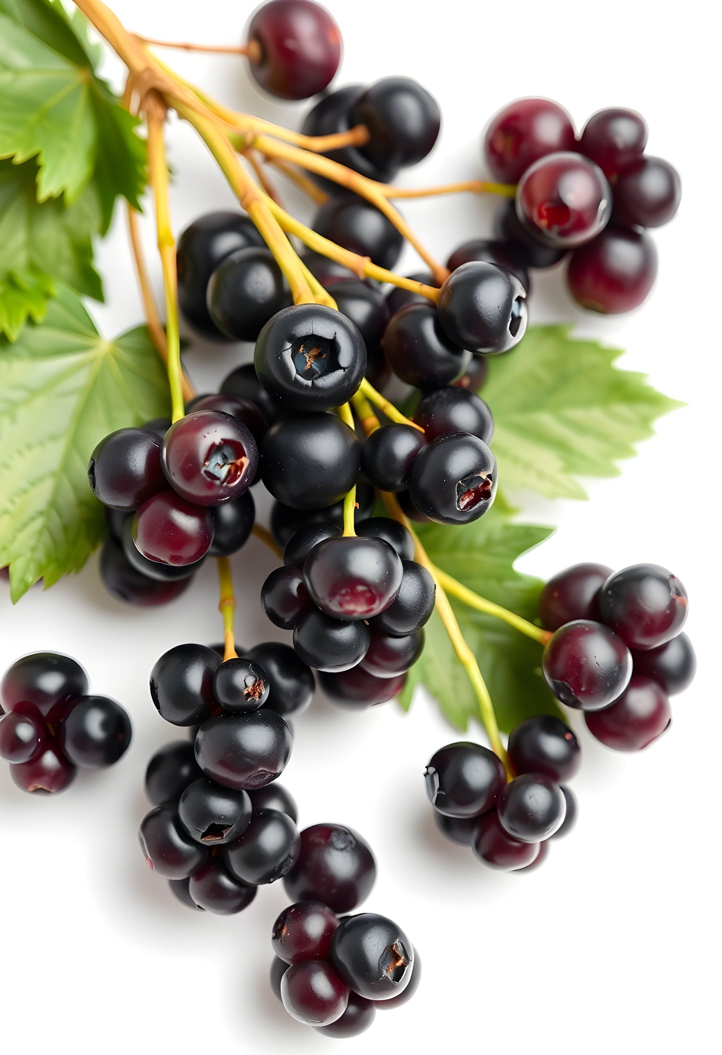 Black Currant Seed Oil