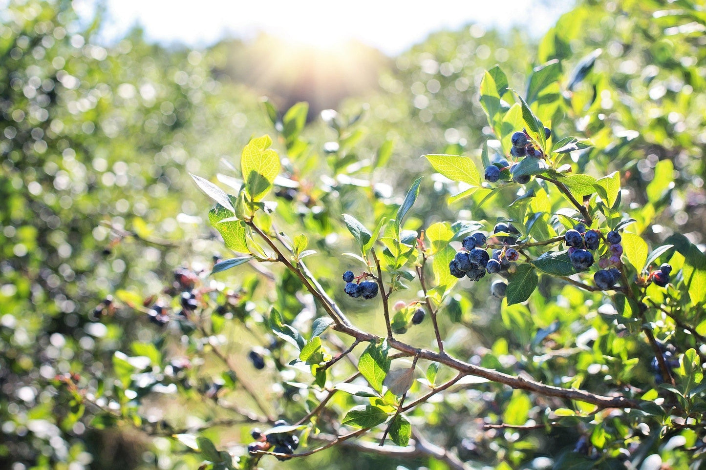 50 SOUTHERN HIGHBUSH BLUEBERRY Pre-Stratified Vaccinium Corymbosum Blue Berry Fruit Bush Shrub Seeds
