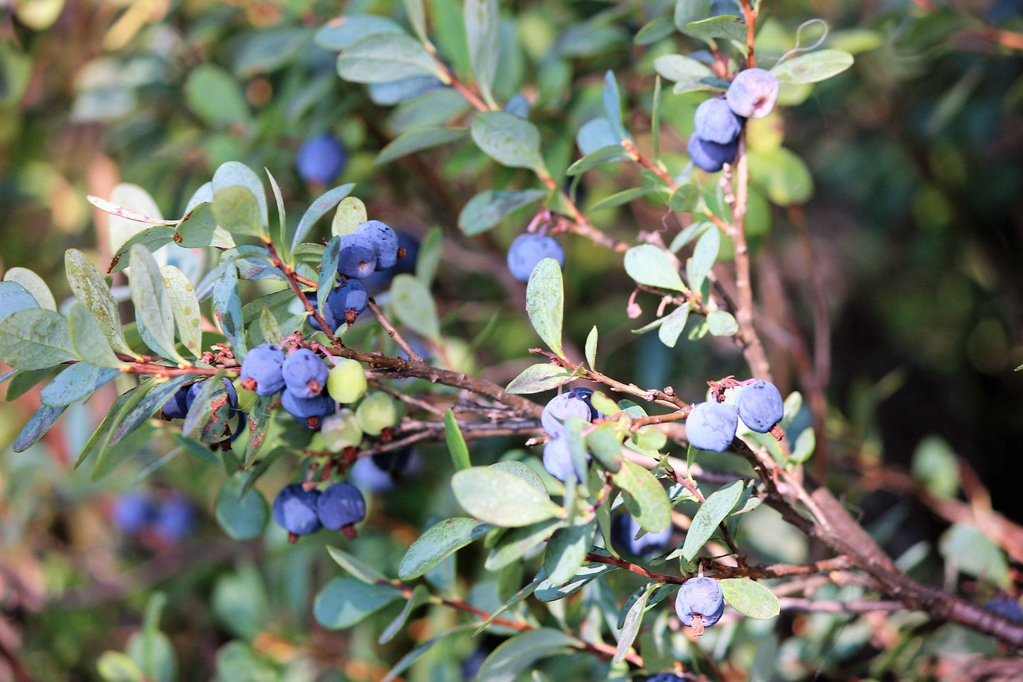 50 SOUTHERN HIGHBUSH BLUEBERRY Pre-Stratified Vaccinium Corymbosum Blue Berry Fruit Bush Shrub Seeds