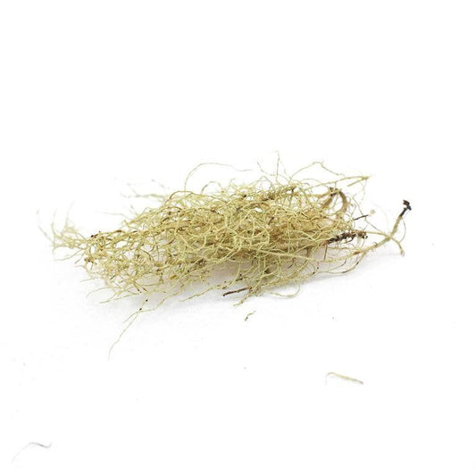 Usnea, Wild-crafted, bulk/oz