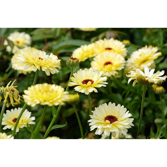 Ivory Princess Calendula – 50 Seeds