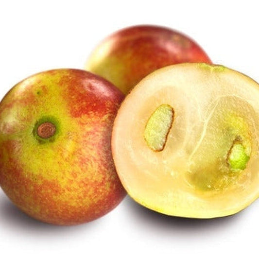 Camu Camu Botanical Extract Powder