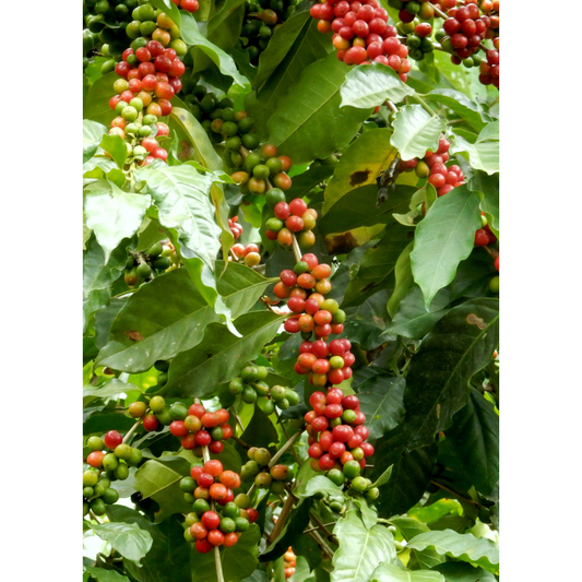 Coffee (Coffea arabica)