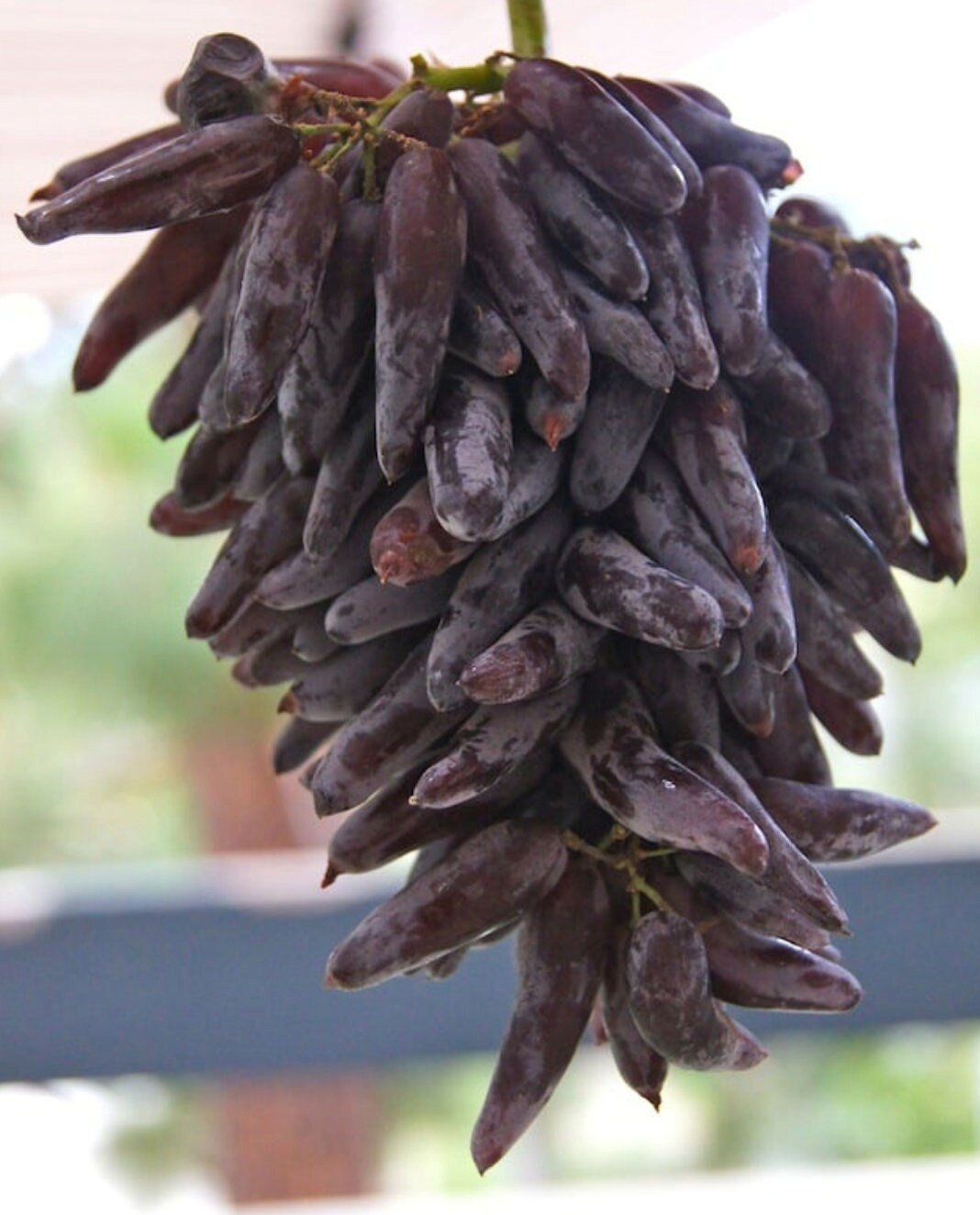 Cotton Candy - Heirloom Rare Deep Black Purple Finger Grape Seeds - Vitus Vinifera - Sweet Fruit