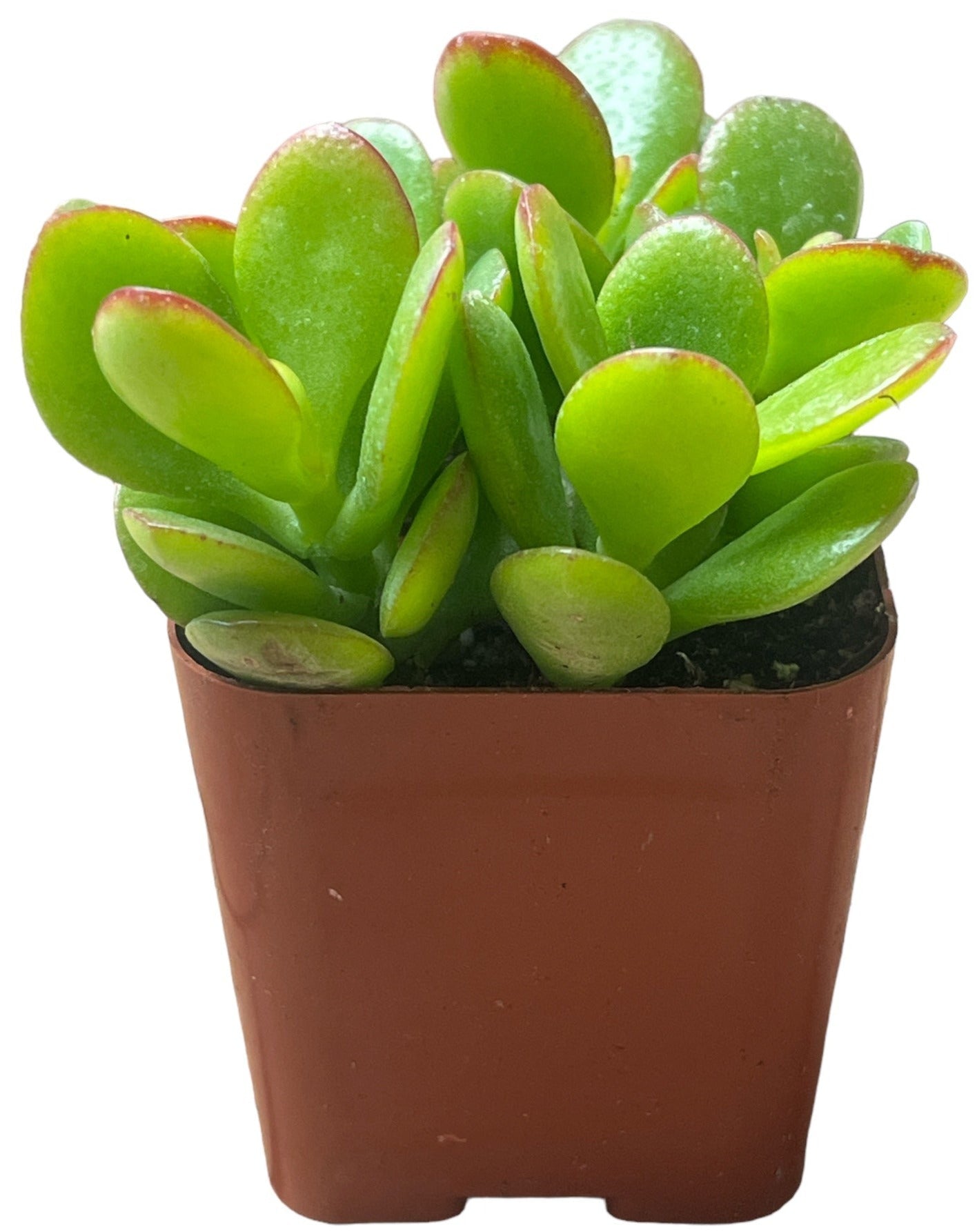 Wholesale Jade Plants