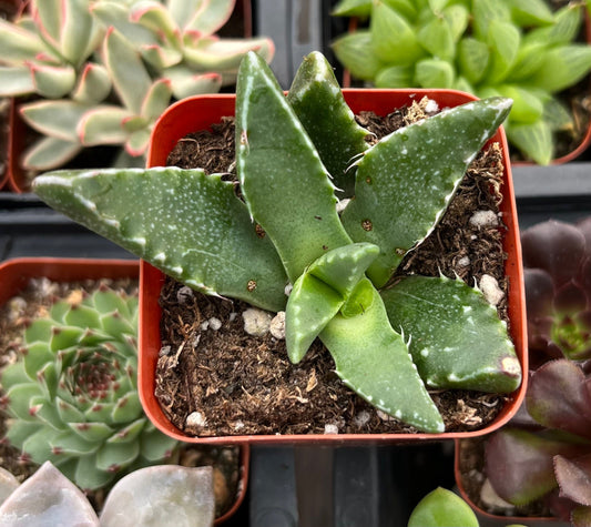Crassula Tiger's Jaw