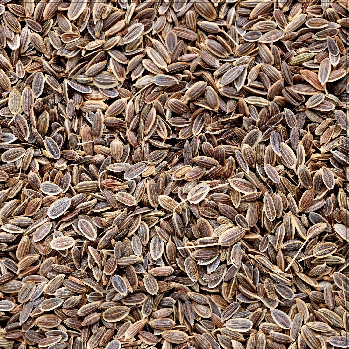 Dill Seeds
