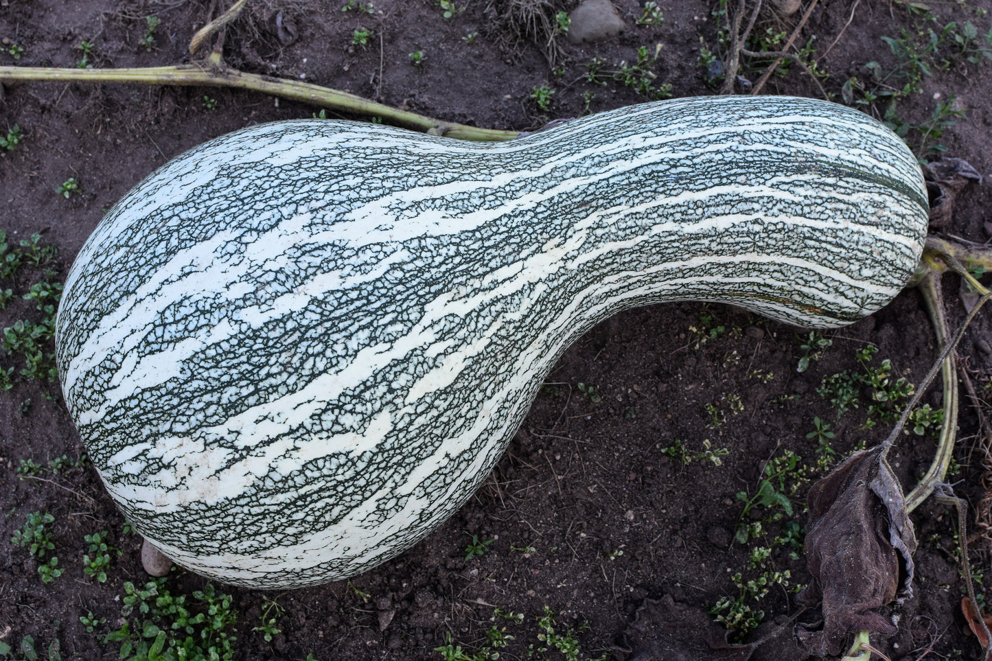 30 Green Striped CUSHAW SQUASH PUMPKIN (Tennessee Sweet Potato Squash) Cucurbita Mixta Vegetable Seeds