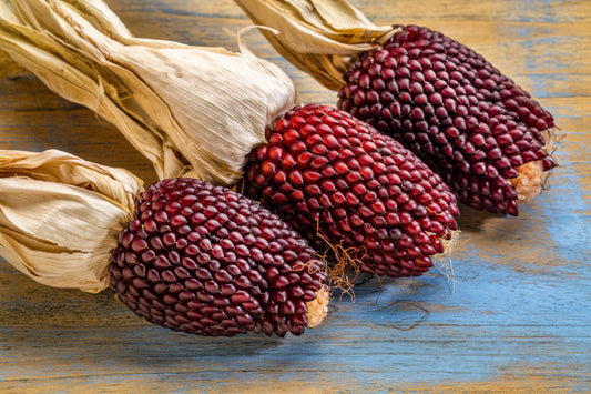 150 Red STRAWBERRY POPCORN CORN Zea Mays Vegetable Seeds