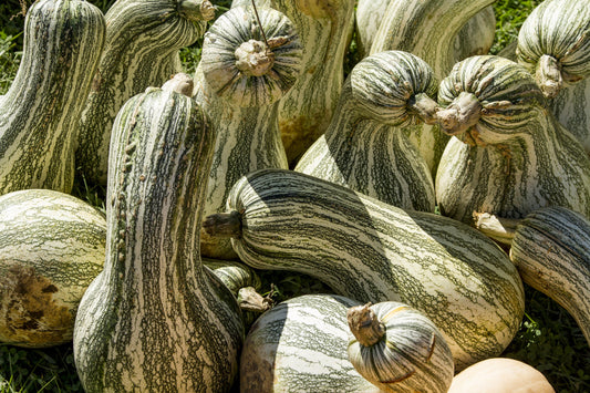 30 Green Striped CUSHAW SQUASH PUMPKIN (Tennessee Sweet Potato Squash) Cucurbita Mixta Vegetable Seeds