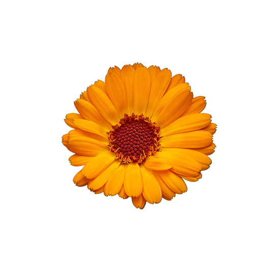 100 ORANGE ENGLISH MARIGOLD (Scotch / Pot Marigold) Calendula Officinalis Flower Seeds