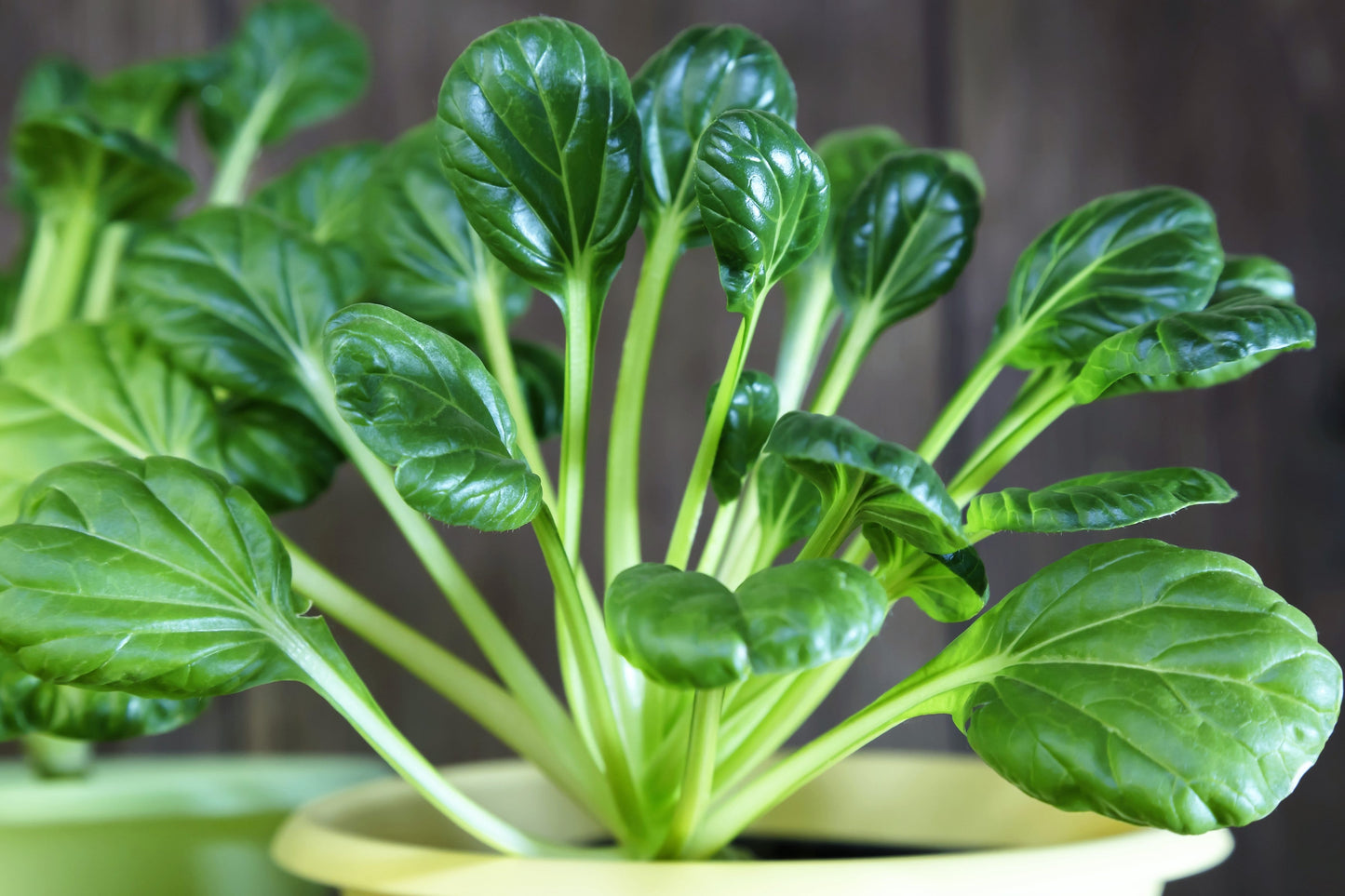 1000 TATSOI Brassica Rapa Rosularis Tat Soi Bok Choy Spinach Mustard Vegetable Seeds