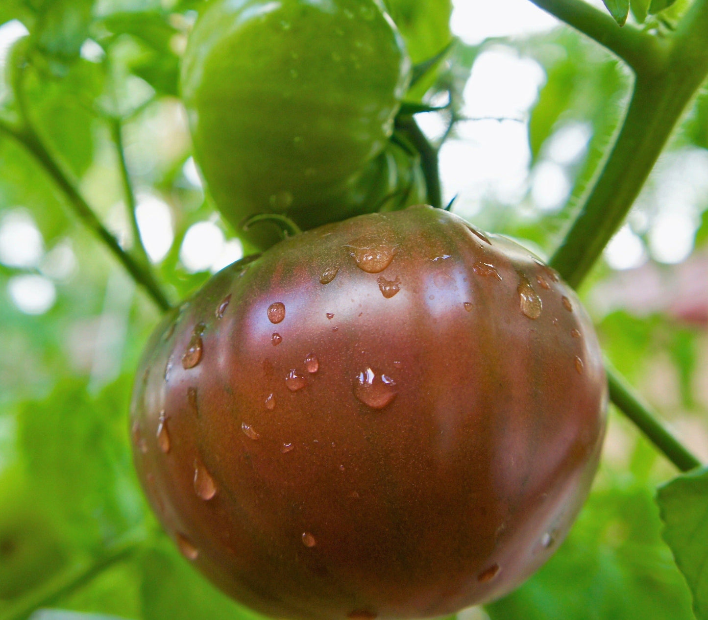 100 Organic PURPLE CHEROKEE TOMATO Lycopersicon Lycopersicum Fruit Vegetable Seeds