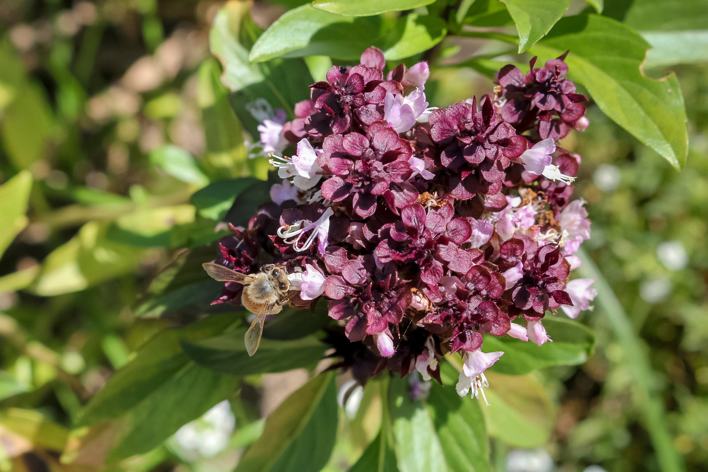 250 SIAM QUEEN Thai BASIL Ocimum Thyrsiflora Herb Flower Seeds