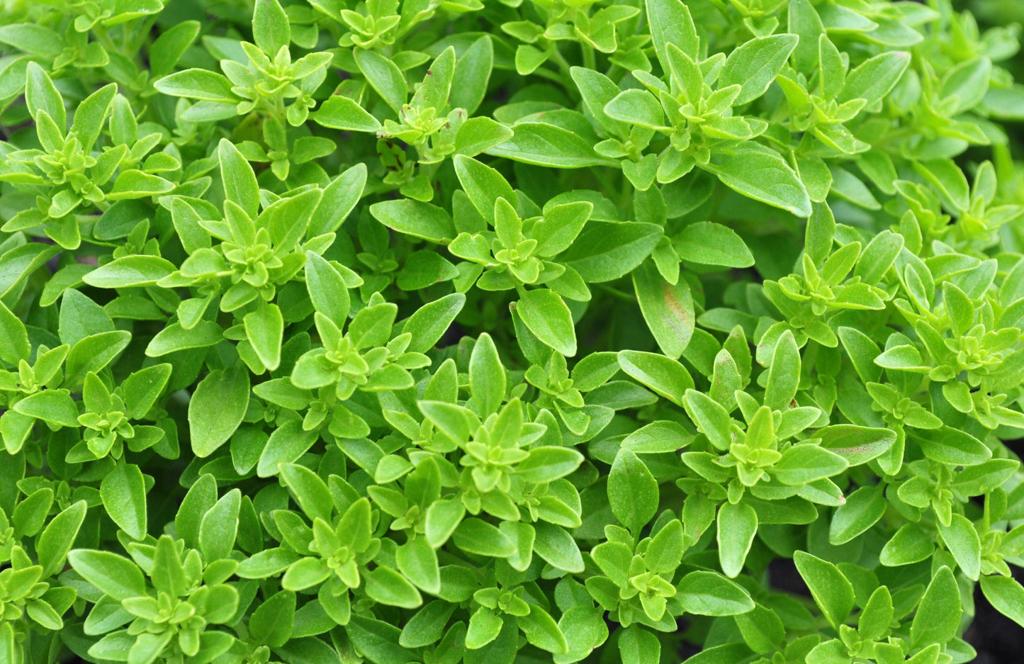 200 SPICY GLOBE BASIL Ocimum Basilicum Herb Flower Seeds