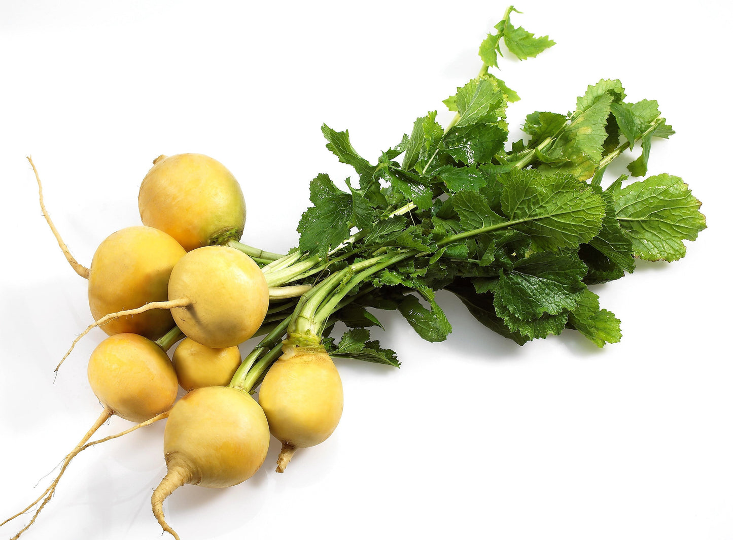 1000 GOLDEN BALL TURNIP Heirloom Yellow Brassica Rapa Root Vegetable Seeds