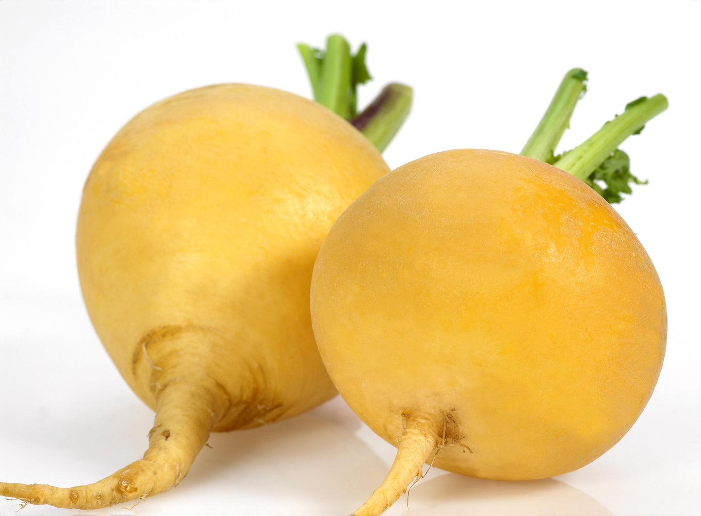 1000 GOLDEN BALL TURNIP Heirloom Yellow Brassica Rapa Root Vegetable Seeds