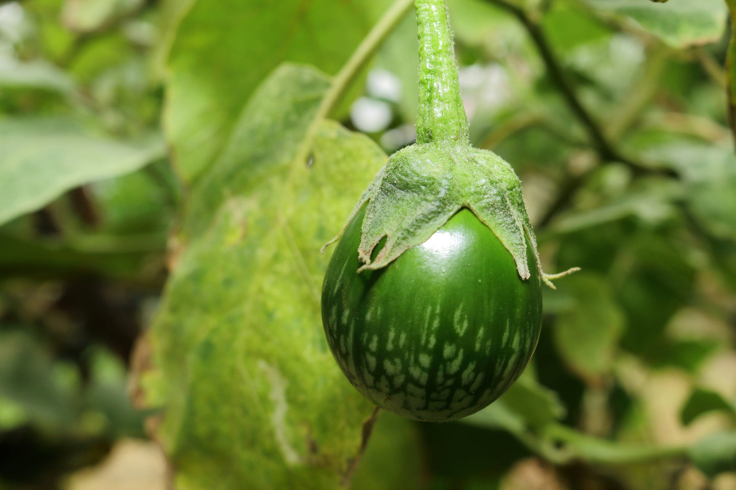 10 KERMIT EGGPLANT Green White Thai Solanum Melongena Fruit Vegetable Seeds