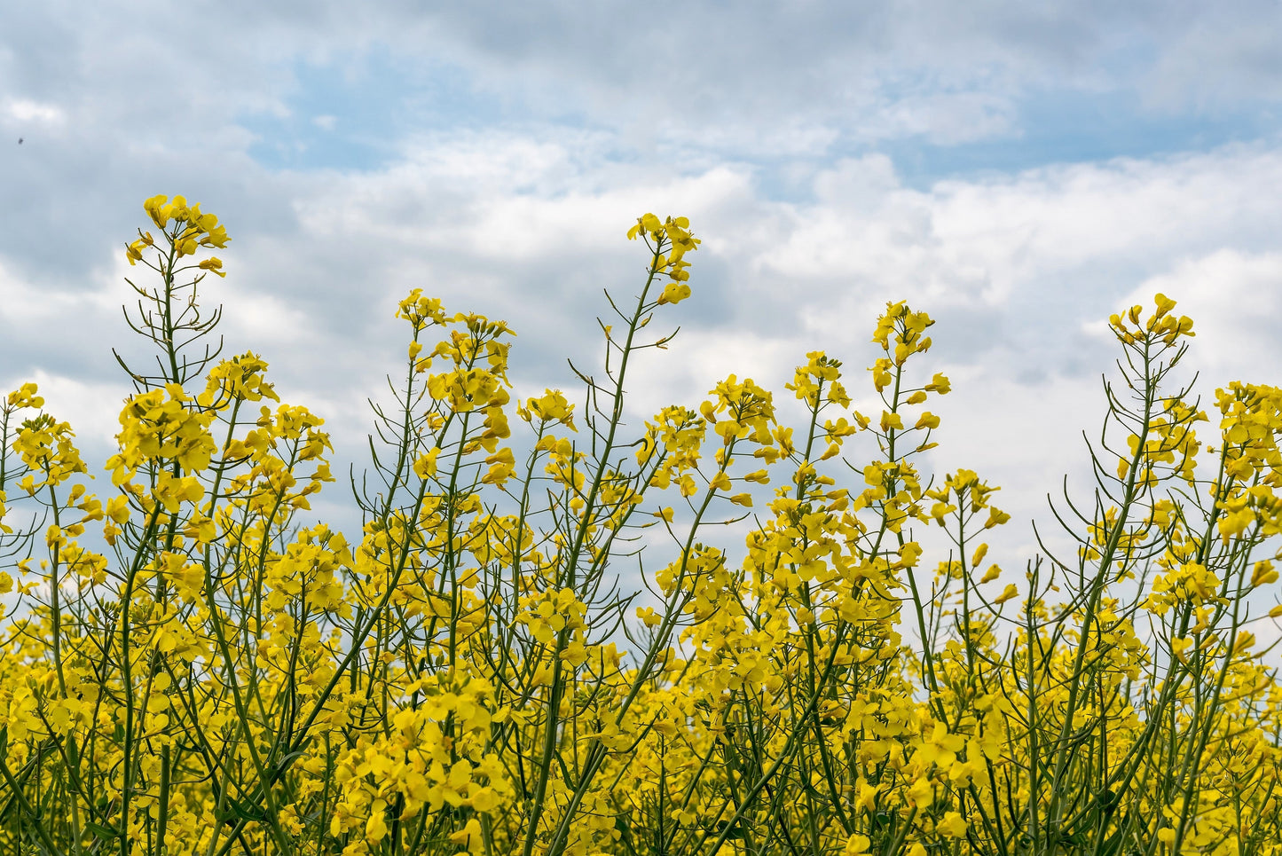 1000 GOLDEN BALL TURNIP Heirloom Yellow Brassica Rapa Root Vegetable Seeds