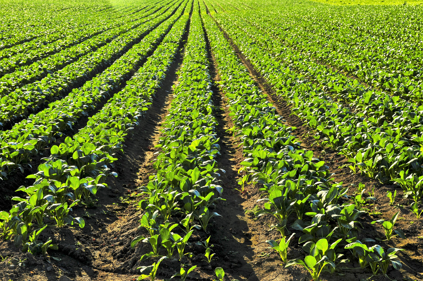 1000 GOLDEN BALL TURNIP Heirloom Yellow Brassica Rapa Root Vegetable Seeds