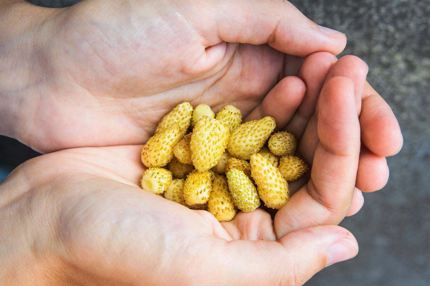 100 YELLOW WONDER STRAWBERRY Everbearing Heirloom Alpine Fragaria Vesca Yellow Berry Fruit Seeds