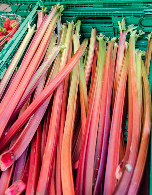 500 Organic REDVENTURE CELERY Apium Graveolens Herb Vegetable Seeds Stalk Red - Golden Pink w/Green Leaves