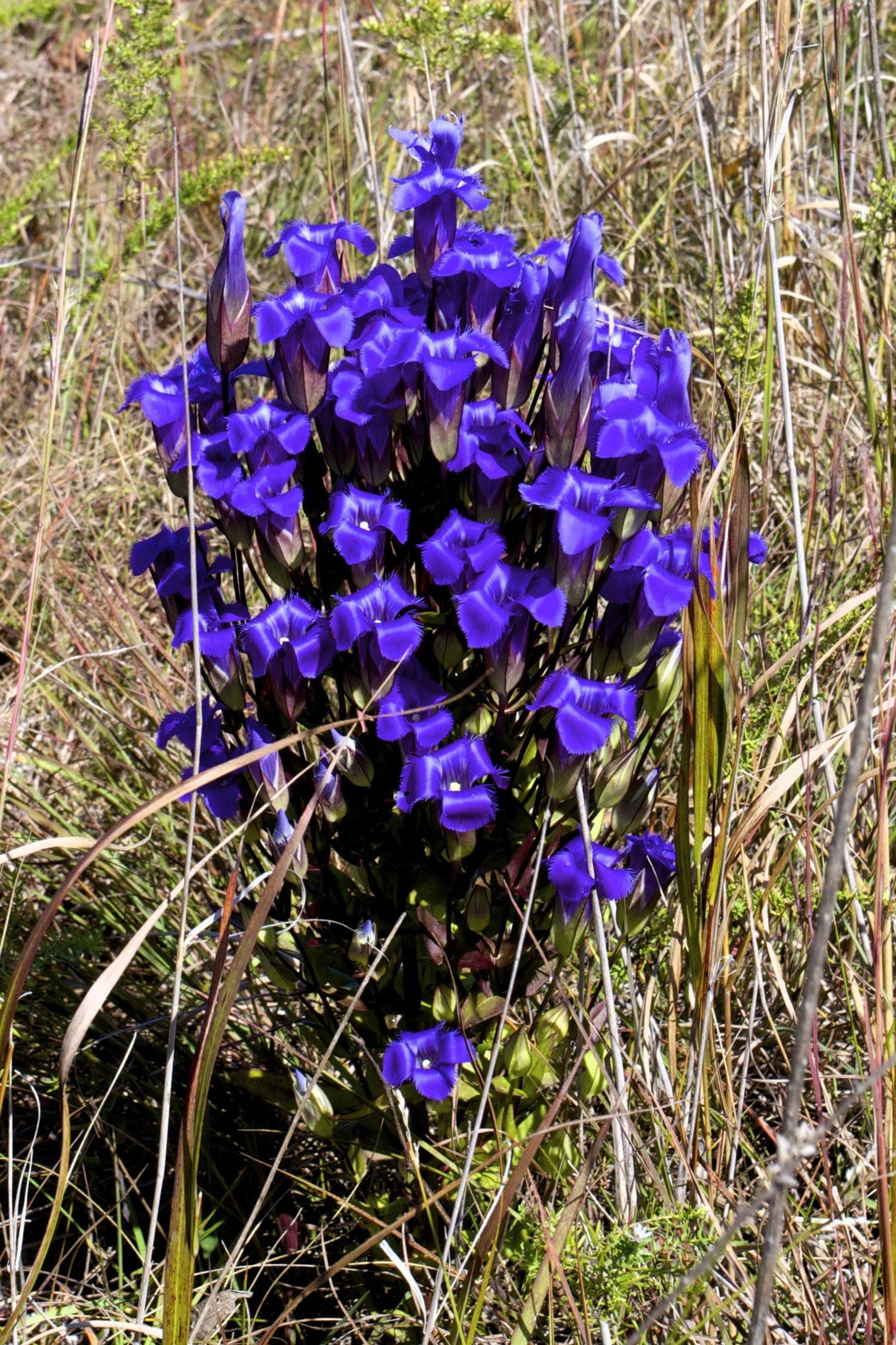 200 FRINGED GENTIAN Gentiana Crinita Gentianopsis Native Herb Blue Purple Flower Seeds
