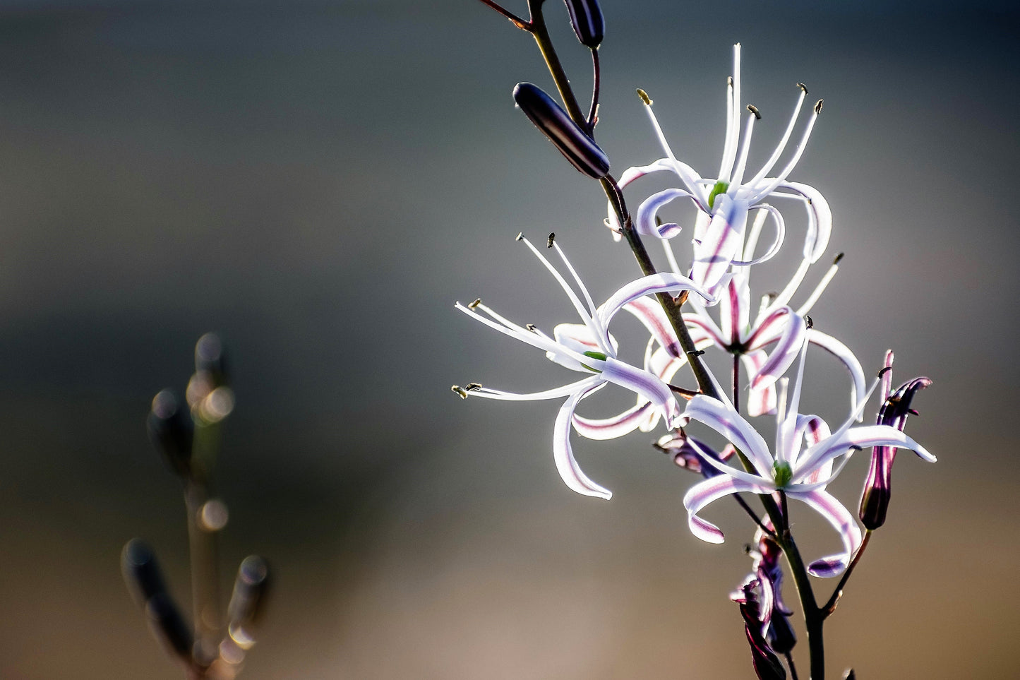 10 WAVY LEAFED SOAP PLANT California Soaproot Amole Lily Chlorogalum Pomeridianum Laothoe White Purple Striped Flower Native Herb Seeds