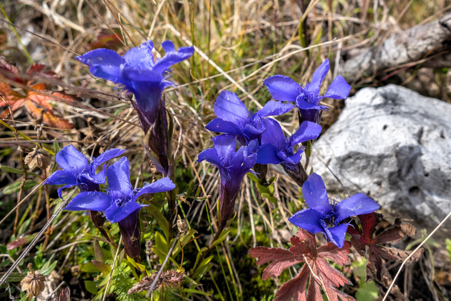 200 FRINGED GENTIAN Gentiana Crinita Gentianopsis Native Herb Blue Purple Flower Seeds