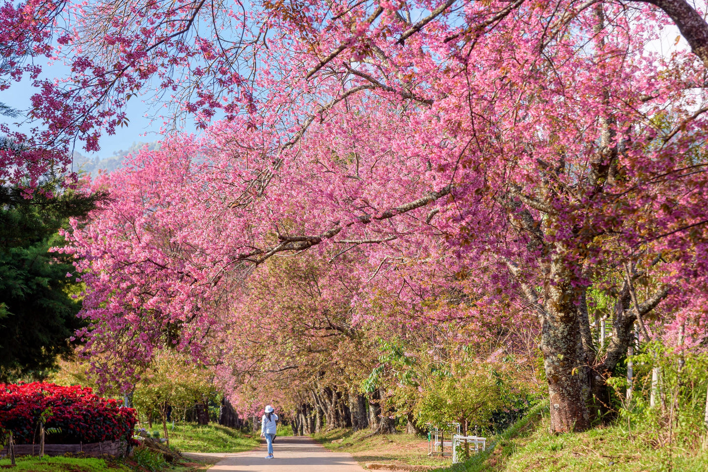5 HIMALAYAN CHERRY Prunus Cerasoides Pink Flowers Red Fruit Tree Seeds