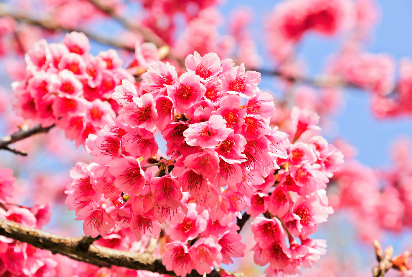 5 HIMALAYAN CHERRY Prunus Cerasoides Pink Flowers Red Fruit Tree Seeds