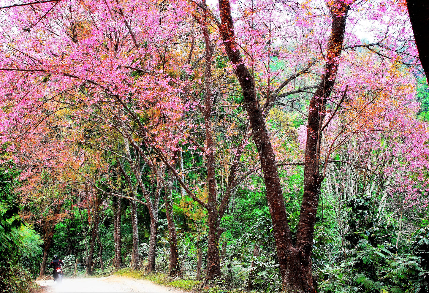 5 HIMALAYAN CHERRY Prunus Cerasoides Pink Flowers Red Fruit Tree Seeds