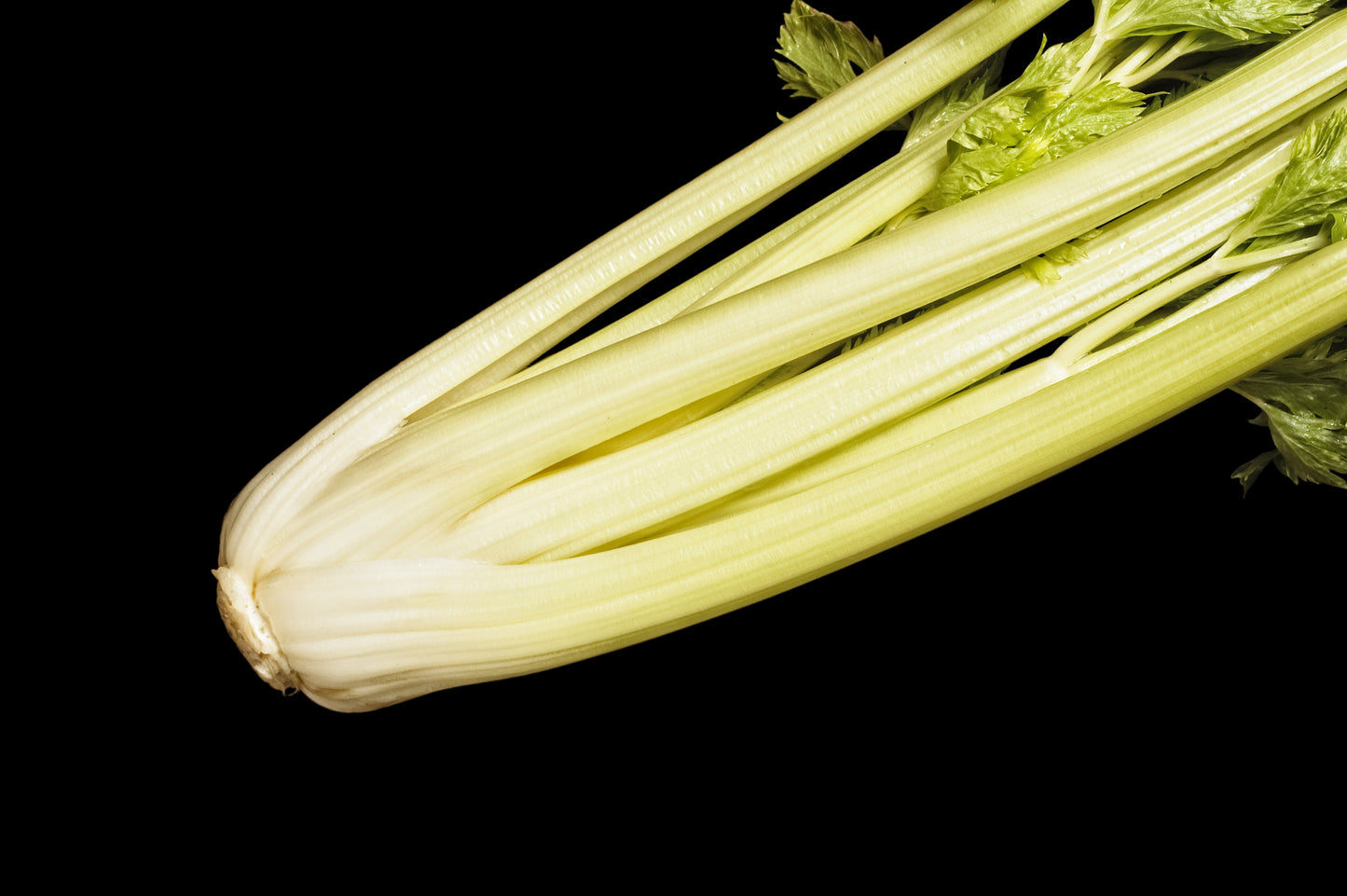 1000 GOLDEN Self-BLANCHING CELERY aka Burpee's or Dwarf Golden Apium Graveolens Dulce Vegetable Seeds