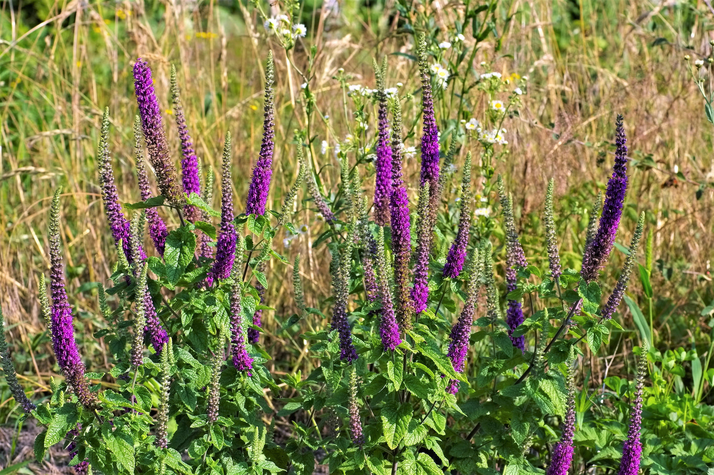 100 PURPLE TAILS WOOD SAGE Teucrium Hyrcanicum Caucasian Germander Herb Reddish Purple Flower Seeds