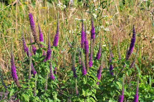 100 PURPLE TAILS WOOD SAGE Teucrium Hyrcanicum Caucasian Germander Herb Reddish Purple Flower Seeds
