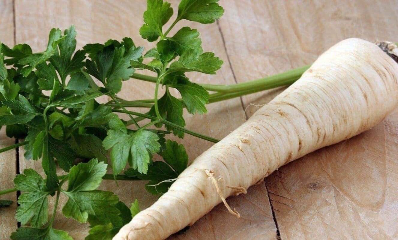 Dutch Hamburg Parsley Root Sugar Heirloom Herbs Vegetable Non GMO - 2000 Seeds