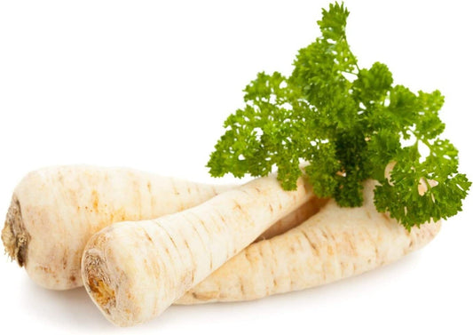 Dutch Hamburg Parsley Root Sugar Heirloom Herbs Vegetable Non GMO - 2000 Seeds